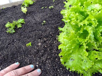 ABono organico ecologico en huerto ekaia eko compost tienda