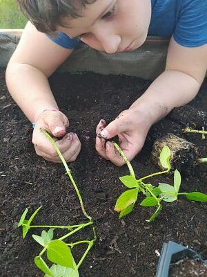 Abono organico ecologico Huerto-escolar-Ekaia-Eko-compost tienda