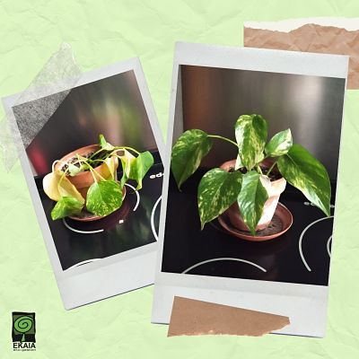 REcuperar-una-planta-con-abono-organico-Ekaia-Eko-Compost