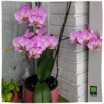 Abono organico Orquideas regalo de San Valentín- Ekaia Shop eko compost tienda