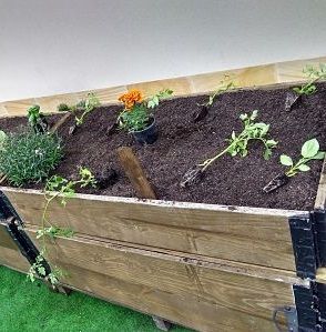 Abono organico ecologico y Plantulas para el huerto- Ekaia Eko Compost