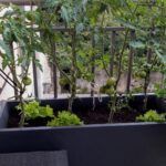Abono organico ecológico Raquel huerto urbano balcón Ekaia eko compost
