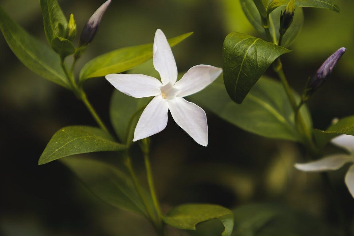 abono organico ecológico plantas flores mata plantas ekaia eko compost