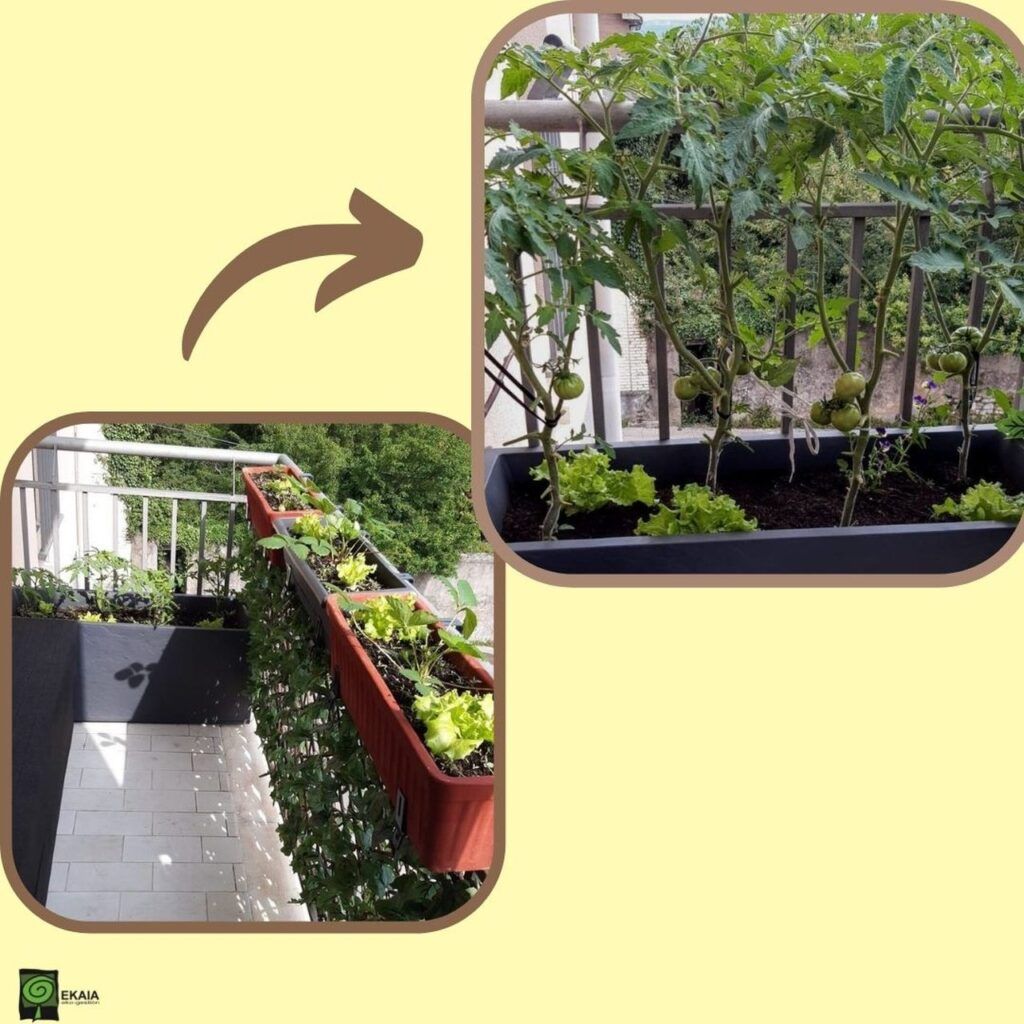 Abono organico ecologico Huerto balcon Raquel Agurain Ekaia Eko Compost