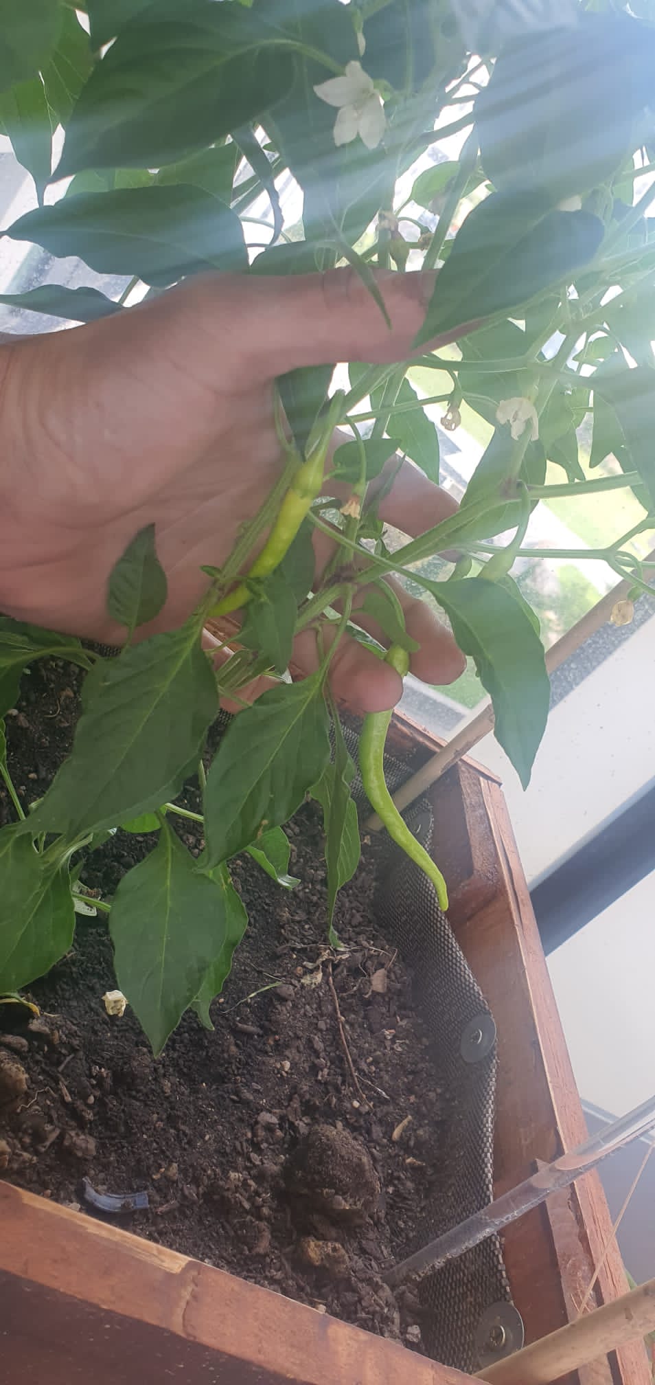 Abono-organico-ecologico-casos-exito-Jose-primo-Ana-Ekaia-eko-compost-huerto-maceta