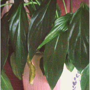 Pack SOS salva tus plantas de la ola de calor en verano