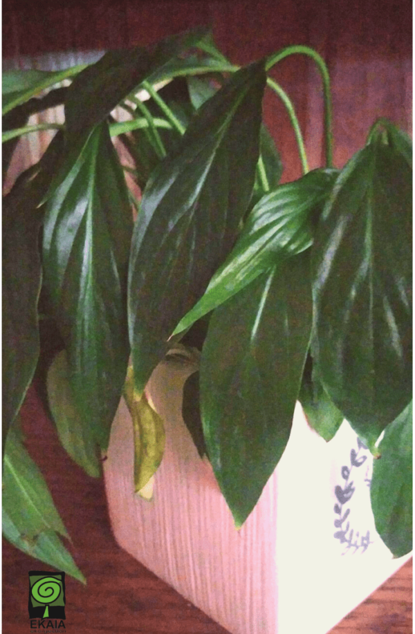 Pack SOS salva tus plantas de la ola de calor en verano