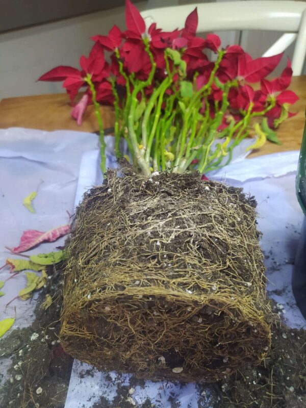 Abono-organico-ecologico-flor-de-pascua-navidad-Ekaia-Eko-Compost-6.