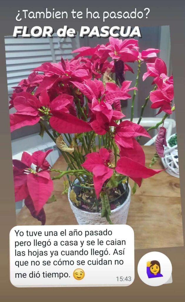 Abono-organico-ecologico-flor-de-pascua-navidad-Ekaia-Eko-Compost3