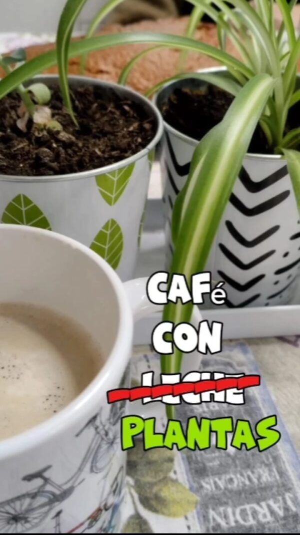 Abono-organico-TAller-plantas-Cafe-con-plantas-Ekaia-eko-compost.jpeg