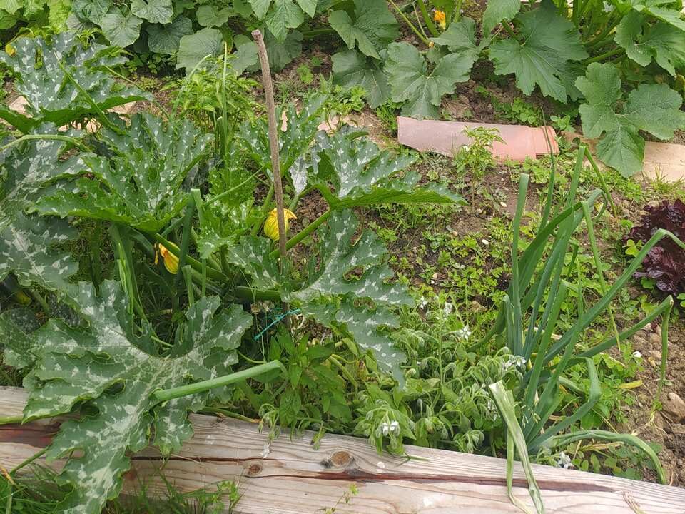 Abono orgánico ecológico Huerto Olga Murua Ekaia eko compost