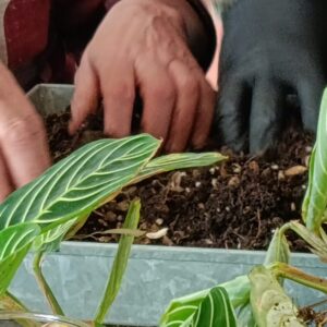 taller con plantas Ekaia Eko Compost