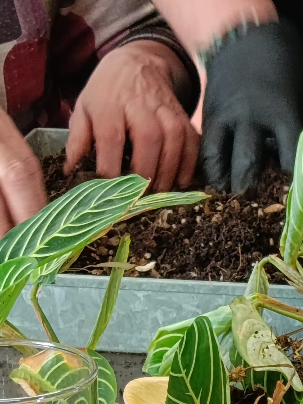 taller con plantas Ekaia Eko Compost